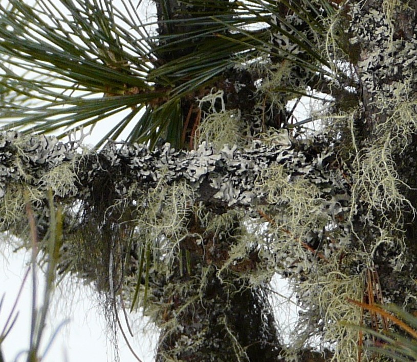 identificazione - Licheni vari frondosi