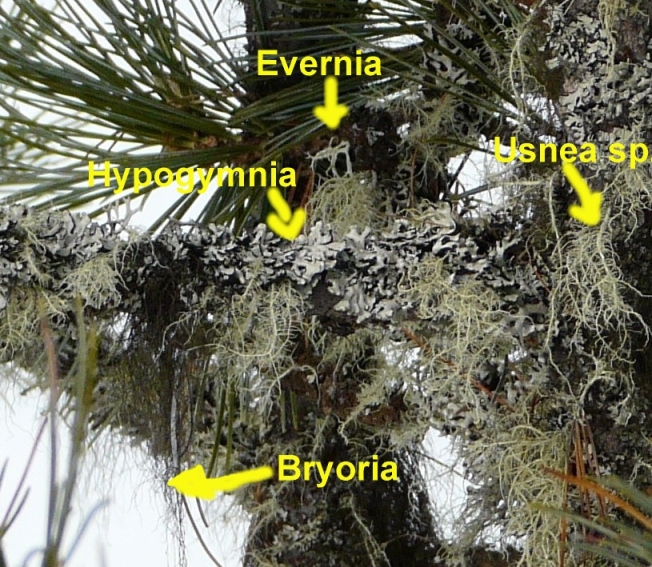 identificazione - Licheni vari frondosi