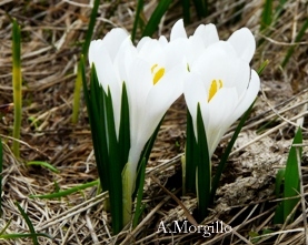 Crocus vernus