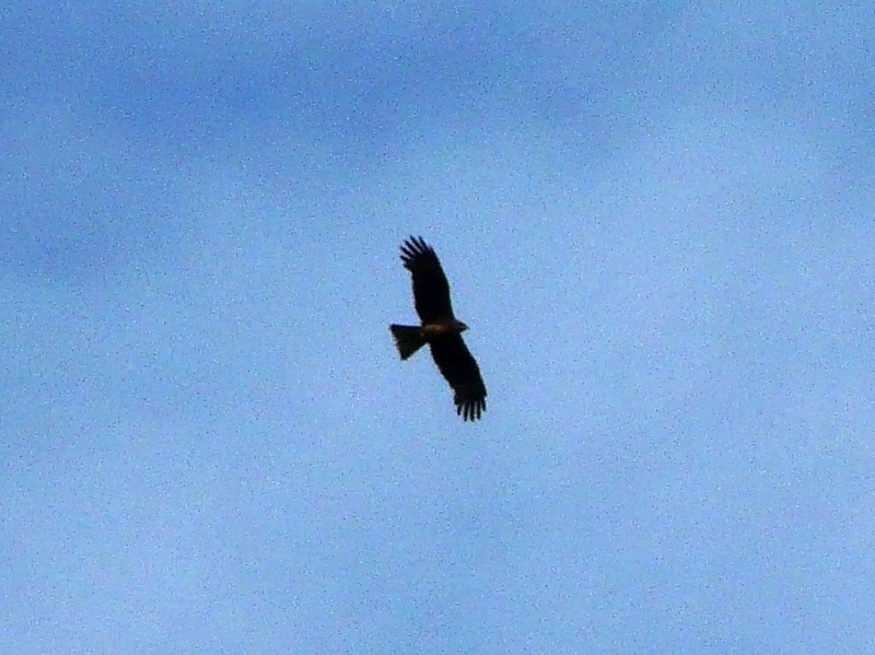 rapace [ Nibbio bruno ]