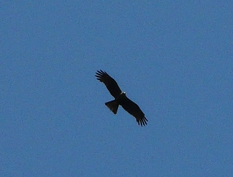 rapace [ Nibbio bruno ]