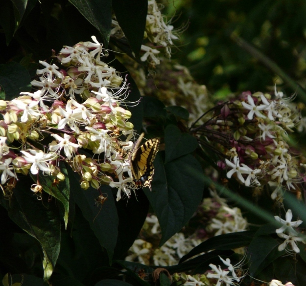 alberello in fiore da determinare
