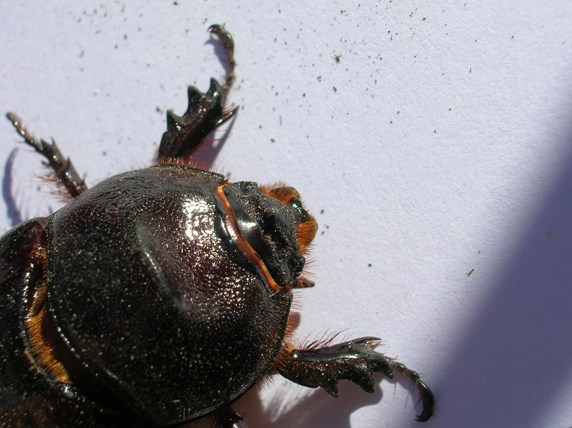 identificazione: sembrava la femmina di lucanus cervus..