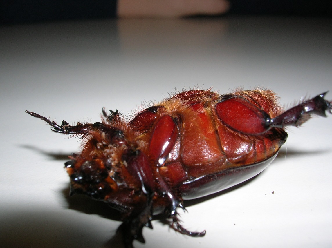 identificazione: sembrava la femmina di lucanus cervus..