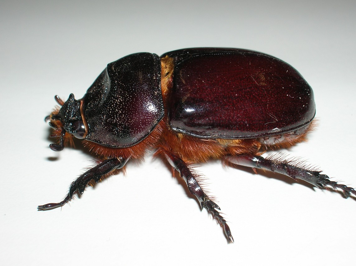 identificazione: sembrava la femmina di lucanus cervus..