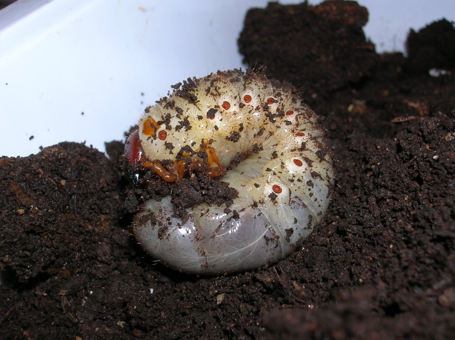 identificazione: sembrava la femmina di lucanus cervus..