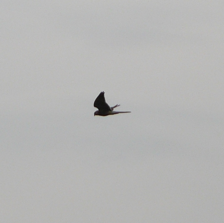 falco pecchiaiolo?