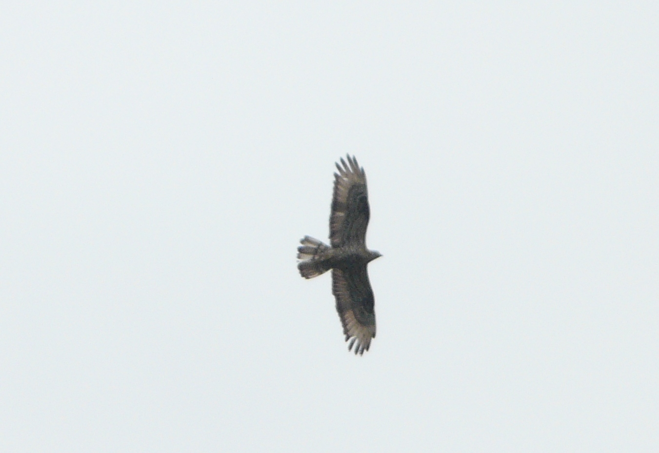 falco pecchiaiolo?