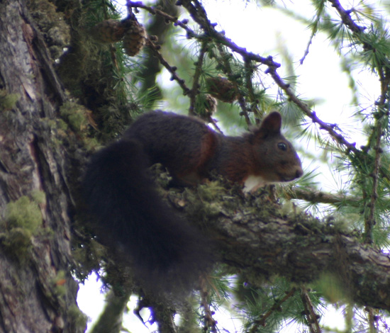 Sciurus vulgaris. Varie località