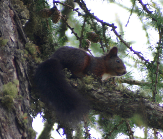 Sciurus vulgaris. Varie localit