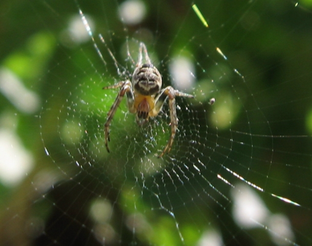 Metellina sp. e Zilla diodia