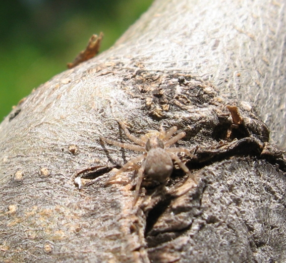 Philodromus sp.