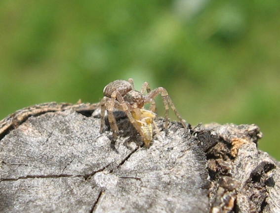 Philodromus sp.