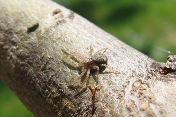 Philodromus sp.