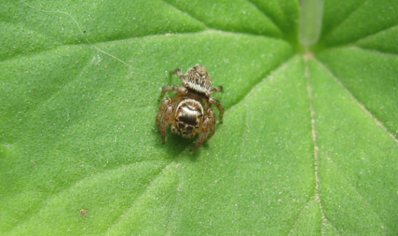 Evarcha sp.