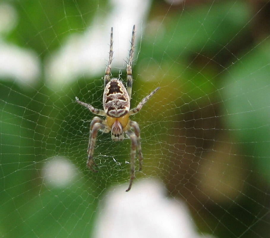 Metellina sp. e Zilla diodia