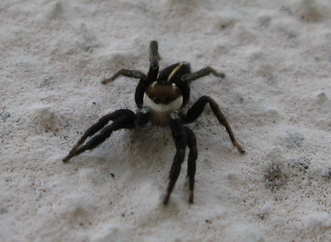 Phlegra sp.