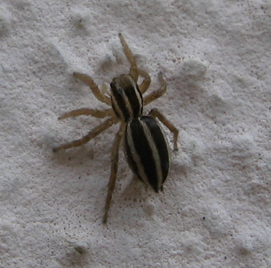 Phlegra sp.