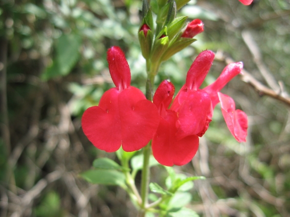 Nei pressi di un fosso - Salvia cfr. splendens
