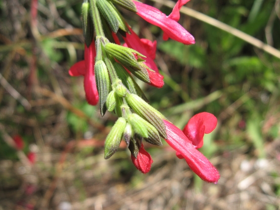 Nei pressi di un fosso - Salvia cfr. splendens