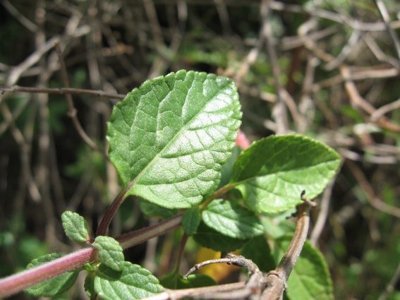 Nei pressi di un fosso - Salvia cfr. splendens