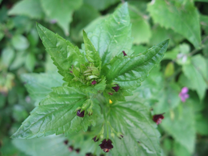 Scrophularia peregrina / Scrofularia annuale