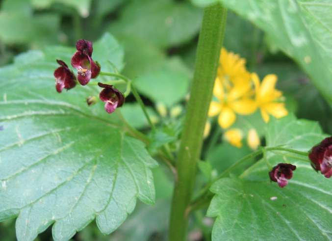 Scrophularia peregrina / Scrofularia annuale