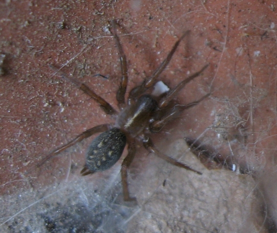 Lycosoides coarctata