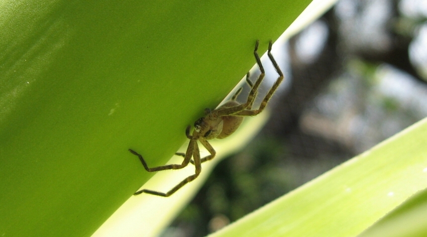 Olios argelasius