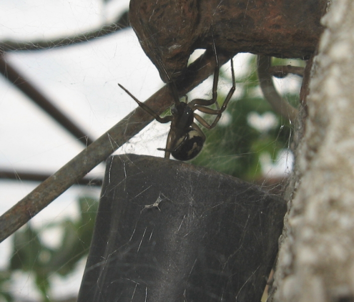 Steatoda nobilis
