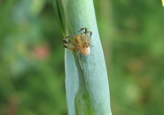 Runcinia grammica
