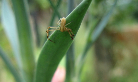 Runcinia grammica
