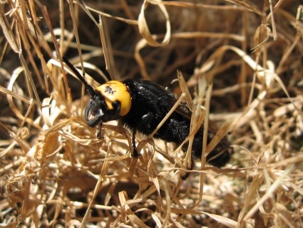 Megascolia maculata flavifrons (Scolidae)