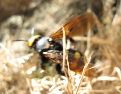 Megascolia maculata flavifrons (Scolidae)