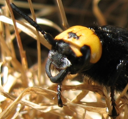 Megascolia maculata flavifrons (Scolidae)