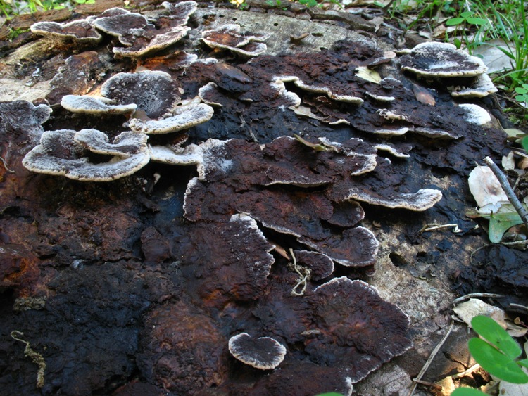 Forse ...Daedaleopsis.... (Gloeophyllum trabeum)