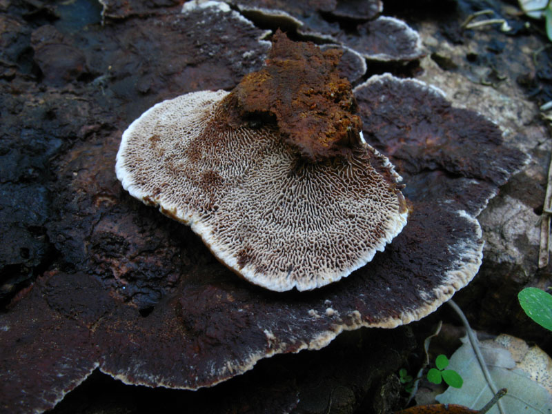 Forse ...Daedaleopsis.... (Gloeophyllum trabeum)