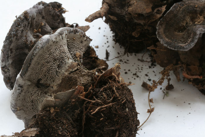 da determinare (Phellodon tomentosus)