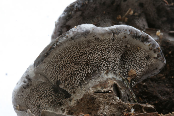 da determinare (Phellodon tomentosus)