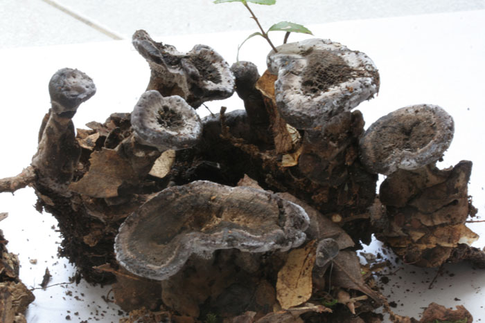 da determinare (Phellodon tomentosus)