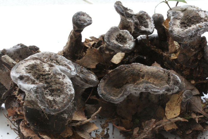 da determinare (Phellodon tomentosus)