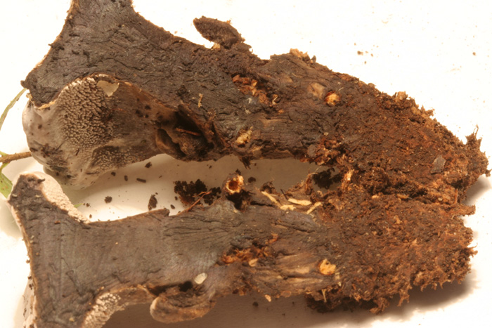 da determinare (Phellodon tomentosus)