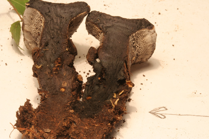 da determinare (Phellodon tomentosus)