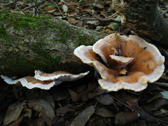 da determinare (Abortiporus biennis)
