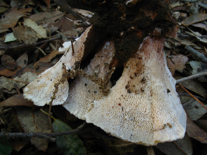 da determinare (Abortiporus biennis)