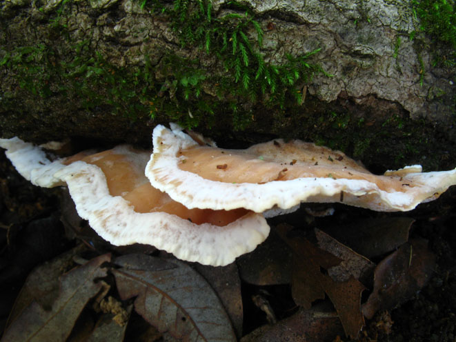 da determinare (Abortiporus biennis)