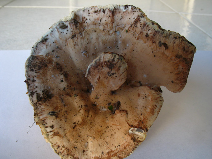 da determinare (Abortiporus biennis)