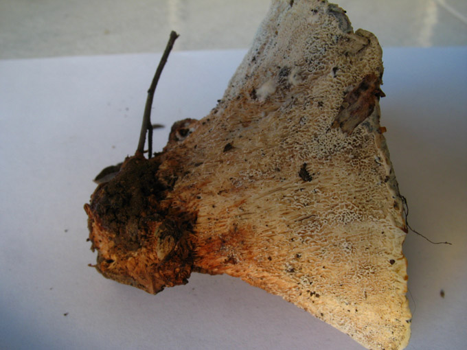 da determinare (Abortiporus biennis)