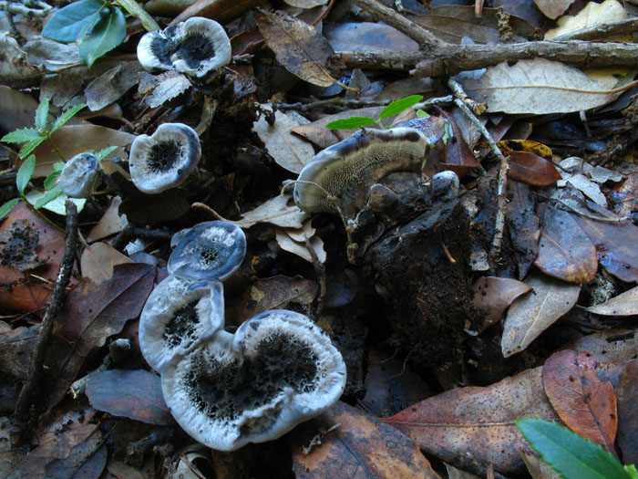 da determinare (Phellodon tomentosus)