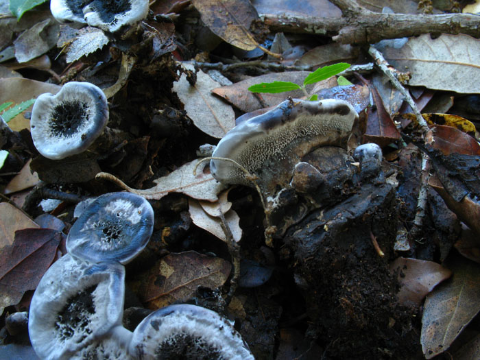 da determinare (Phellodon tomentosus)